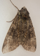 Anaplectoides prasina