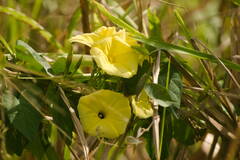 Ipomoea ochracea
