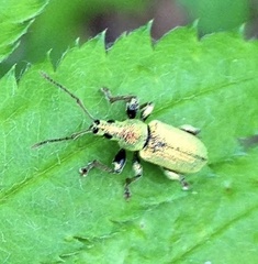 Phyllobius argentatus