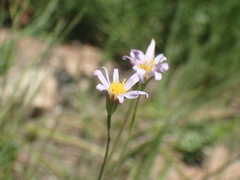 Afroaster hispidus