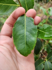 Denhamia bilocularis