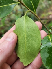 Denhamia bilocularis