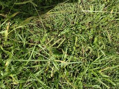 Paspalum fimbriatum