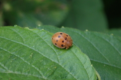 Epilachna tredecimnotata