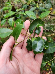 Denhamia bilocularis