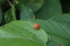 Epilachna tredecimnotata