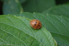 Epilachna tredecimnotata