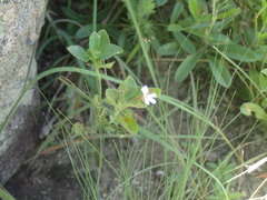 Dyschoriste setigera