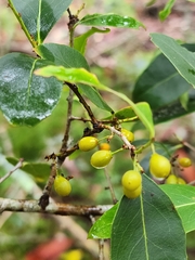 Denhamia bilocularis
