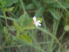 Dyschoriste setigera