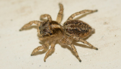 Maratus