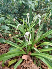 Hymenocallis