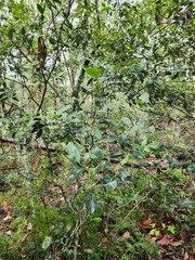 Denhamia bilocularis