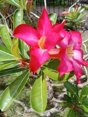 Neriinae