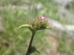 Cyanotis speciosa
