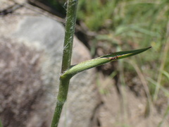 Cyanotis speciosa