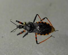 Rhynocoris annulatus