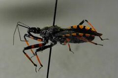 Rhynocoris annulatus