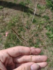 Bothriochloa bladhii