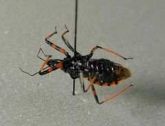 Rhynocoris annulatus