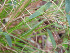 Galactia tenuiflora