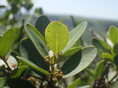 Pterocelastrus echinatus