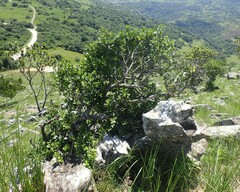 Pterocelastrus echinatus