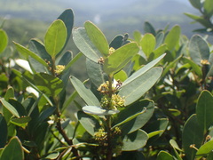 Pterocelastrus echinatus