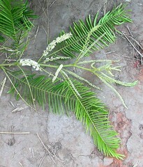 Senegalia polyacantha