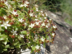 Crassula pellucida brachypetala