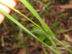 Panicum larcomianum