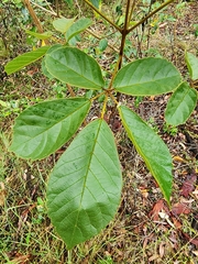 Handroanthus