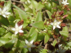 Crassula pellucida brachypetala