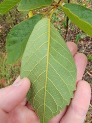 Handroanthus