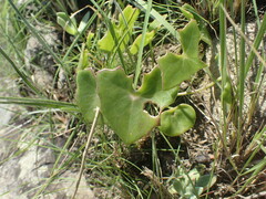Senecio oxyriifolius