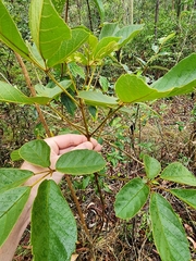 Handroanthus