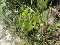 Senecio oxyriifolius