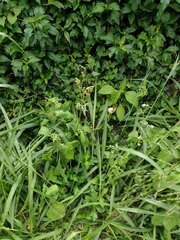 Crassocephalum crepidioides