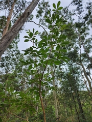 Handroanthus