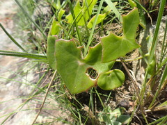 Senecio oxyriifolius
