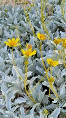 Encelia farinosa