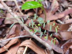 Phyllanthus virgatus