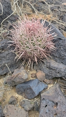 Homalocephala polycephala