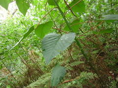 Homalanthus populifolius