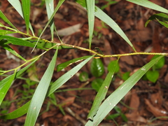 Acacia maidenii