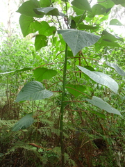 Homalanthus populifolius