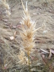 Rytidosperma caespitosum