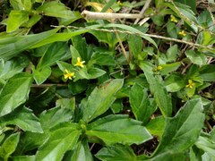 Calyptocarpus vialis