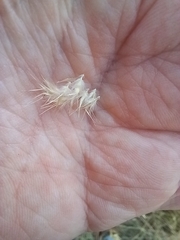 Rytidosperma caespitosum