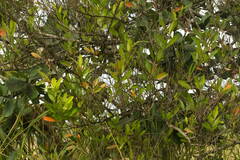 Citharexylum caudatum
